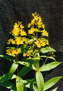 Lysimachia Davurica Extract(Jesslie@Snowlotusbiotech.Com)